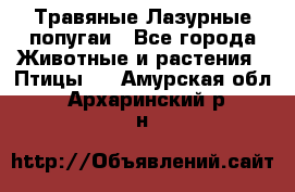 Травяные Лазурные попугаи - Все города Животные и растения » Птицы   . Амурская обл.,Архаринский р-н